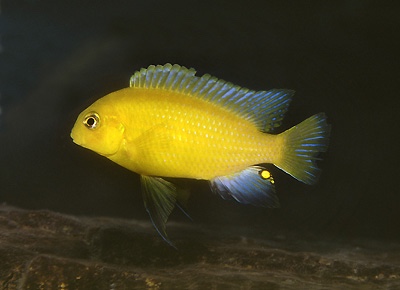 Tropheops sp. 'mauve yellow' Minos Reef